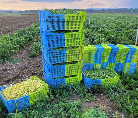 KI generiert: Das Bild zeigt gefällte Bäume, deren Stämme in Abschnitte gesägt am Boden liegen. Im Hintergrund ist eine ländliche Umgebung mit einem Traktor zu sehen.
