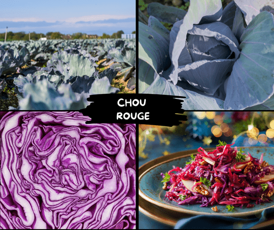 KI generiert: Das Bild zeigt verschiedene Ansichten von Rotkohl (Chou Rouge), einschließlich eines Feldes, einer Nahaufnahme eines Kohls, einem Querschnitt und einem zubereiteten Gericht mit Rotkohl. Der Hauptinhalt ist die Darstellung der Vielfalt von Rotkohl in verschiedenen Zuständen und Anwendungen.
