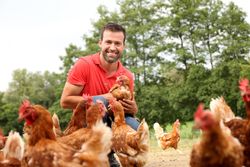 KI generiert: Ein Mann in einem roten Hemd hält ein Huhn und ist von mehreren anderen Hühnern auf einem Bauernhof umgeben. Der Hintergrund zeigt eine Baumreihe und eine natürliche Umgebung.