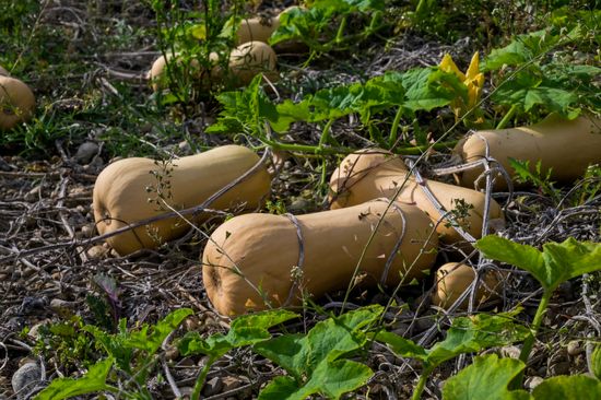 KI generiert: Das Bild zeigt eine Gruppe von Waldtieren, die sich um einen kleinen, von warmem Licht umgebenen Tannenbaum versammelt haben. Die Tiere scheinen den Baum neugierig oder andächtig zu betrachten.