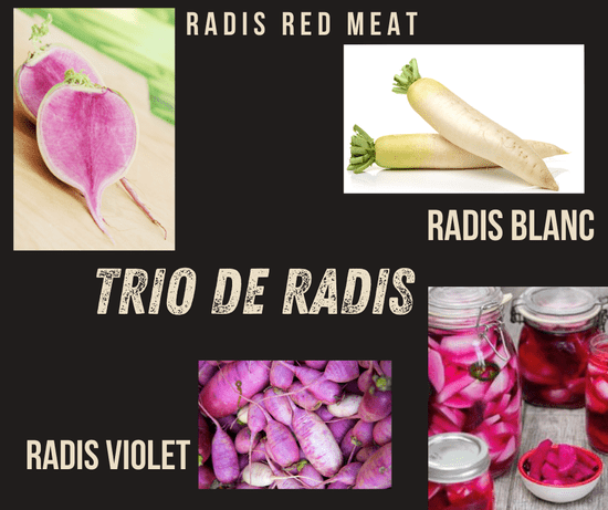 KI generiert: Das Bild zeigt eine Zusammenstellung von drei verschiedenen Radieschensorten: Radis Red Meat, Radis Blanc und Radis Violet. Neben den Radieschen werden auch eingelegte Radieschen in Gläsern dargestellt.
