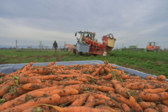 KI generiert: Das Bild zeigt gefällte Bäume, deren Stämme in Abschnitte gesägt am Boden liegen. Im Hintergrund ist eine ländliche Umgebung mit einem Traktor zu sehen.