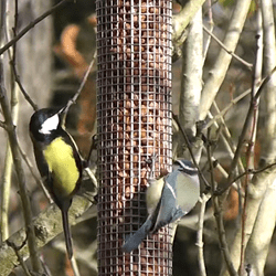 KI generiert: Das Bild zeigt zwei Vögel an einem mit Erdnüssen gefüllten Futterspender, der an einem Baumzweig hängt. Beide Vögel sind dabei, sich an den Nüssen zu bedienen.
