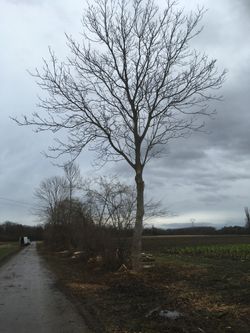 KI generiert: Das Bild zeigt einen kahlen Baum an einem ländlichen Weg bei bewölktem Himmel. Auf der linken Seite ist ein abgestellter Lieferwagen zu sehen, und es umgibt eine agrarische Landschaft.