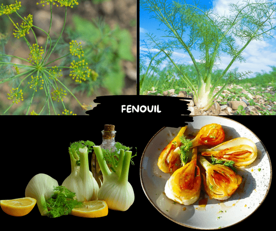 KI generiert: Das Bild zeigt verschiedene Aspekte von Fenchel, darunter die Pflanze, ihre Blüten und eine zubereitete Speise. Der Hauptinhalt ist die vielseitige Darstellung von Fenchel in der Natur und in der Küche.