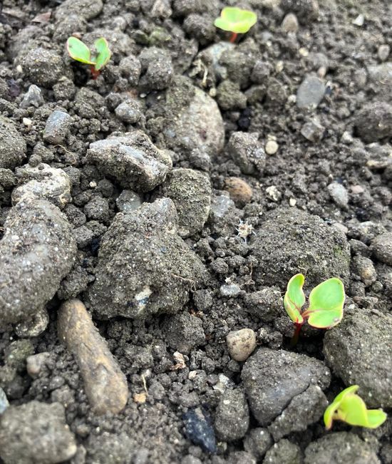 KI generiert: Das Bild zeigt junge Pflanzensprossen, die aus einem erdigen und steinigen Boden wachsen. Der Hauptinhalt ist das frühe Wachstum und die Entfaltung neuer Pflanzen.