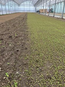 KI generiert: Das Bild zeigt ein Gewächshaus mit zwei Bodenflächen: links unbepflanzte Erde und rechts eine dichte Reihe von kleinen Pflanzenkeimlingen. Der Hauptinhalt ist die frühe Wachstumsphase von Pflanzen in einem geschützten Anbaubereich.