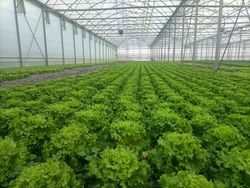 KI generiert: Das Bild zeigt den Innenraum eines großen Gewächshauses, in dem Reihen von grünem Salat wachsen. Die gleichmäßige Anordnung der Pflanzen und die Struktur des Gewächshauses sind deutlich zu erkennen.