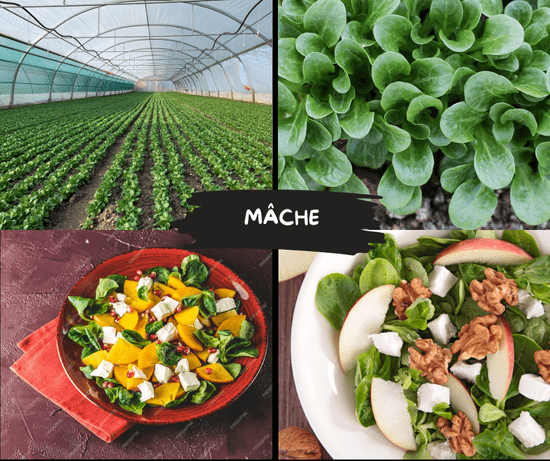 KI generiert: Das Bild zeigt Mâche-Anbau und zwei verschiedene Salatvarianten mit Mâche. In einer Collage sind ein Gewächshaus, Nahaufnahmen der Pflanze und Zubereitungen mit Mâche dargestellt.
