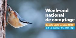 KI generiert: Das Bild zeigt einen Kleiber, der an einem Baumstamm entlangklettert, neben einem Text, der auf ein nationales Zählwochenende am 25. und 26. Januar 2025 hinweist. Der Fokus liegt auf der Vogelbeobachtung im Garten.