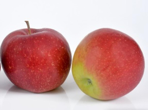 Photo de produit pour Pomme Wellant