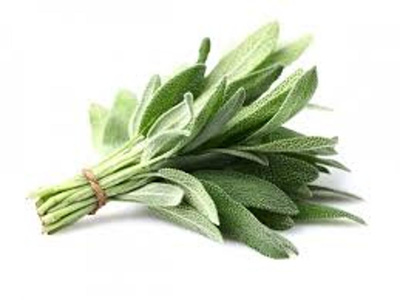 Photo de produit pour Sauge botte