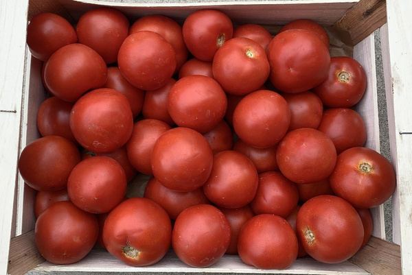 Photo de produit pour Colis tomates rondes 4kg