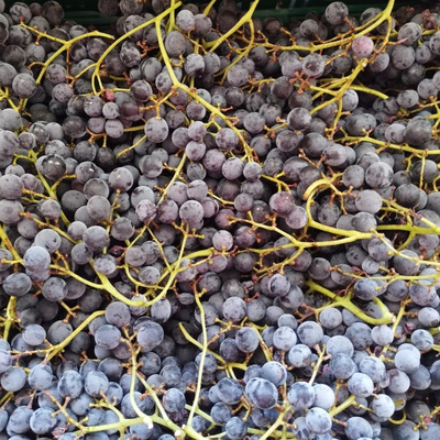 Photo de produit pour Colis Muscat noir de Hambourg 2kg