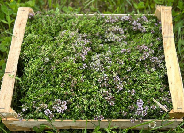 Photo de produit pour Colis de thym 1kg