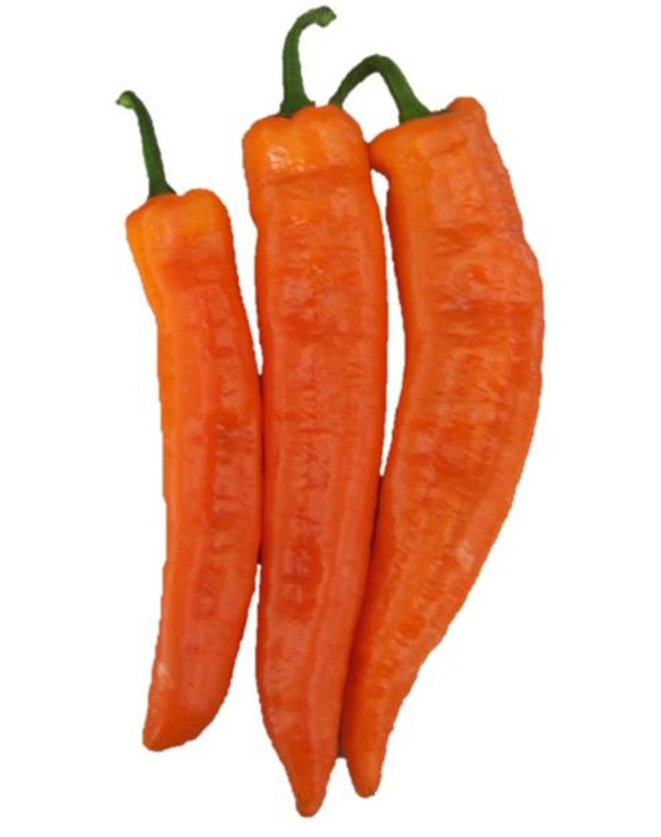 Photo de produit pour Poivron long orange