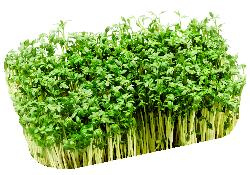 Photo de produit pour Cresson