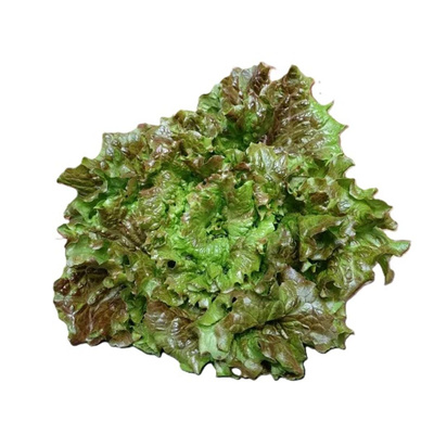 Photo de produit pour Salade batavia Rouge