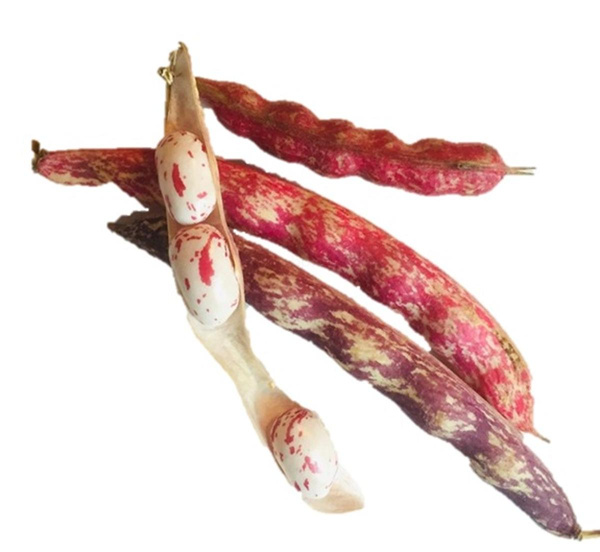 Photo de produit pour Haricot Borlotto