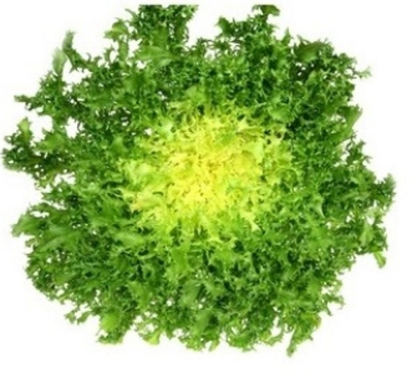 Photo de produit pour Scarole frisée