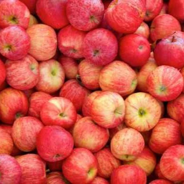 Photo de produit pour Colis pomme à croquer Gala 3kg