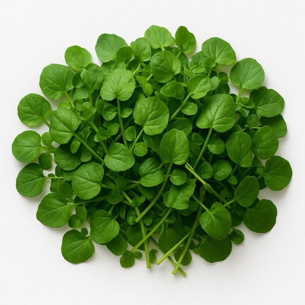 Photo de produit pour Cresson d'hiver