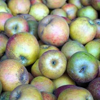 Photo de produit pour Colis Pomme à cuire 3kg "Boskoop"