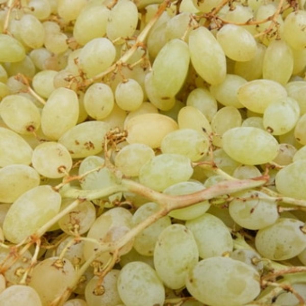 Photo de produit pour Colis raisin centenial 2kg