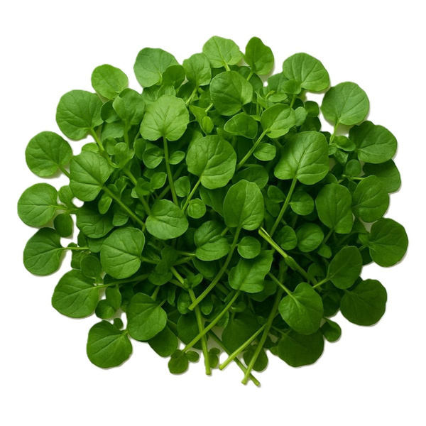 Photo de produit pour Cresson d'hiver