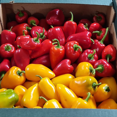 Photo de produit pour Petits poivrons couleur jaune et rouge