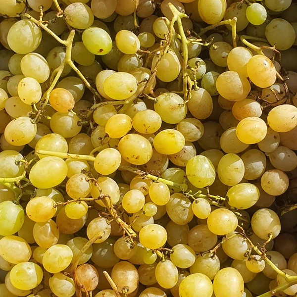 Photo de produit pour Raisin Italia Colis 2kg