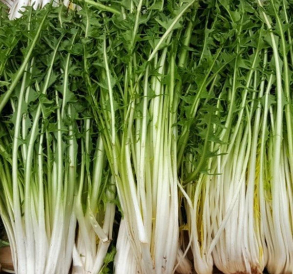 Photo de produit pour Pissenlit