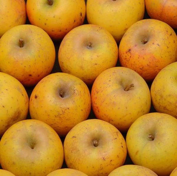 Photo de produit pour Colis Pomme Goldrush 3kg