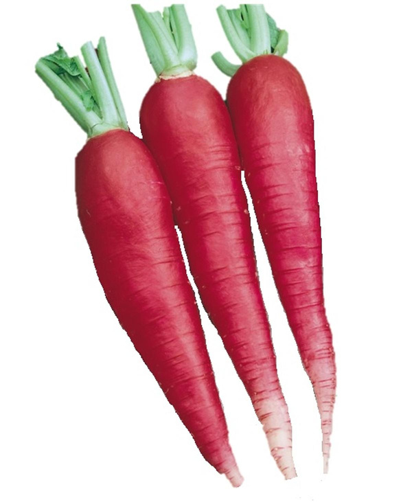 Photo de produit pour Radis Ostergruss