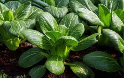 KI generiert: Das Bild zeigt ein gebackenes Gericht aus Kartoffeln und möglicherweise weiteren Zutaten wie Zwiebeln und Gemüse in einer rechteckigen Form. Eine Gabel und ein Löffel liegen darauf.