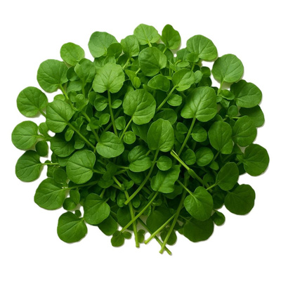 Photo de produit pour Cresson d'hiver