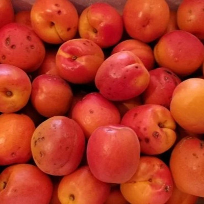 Photo de produit pour Abricot confiture Colis 3kg (disponibilité incertaine)