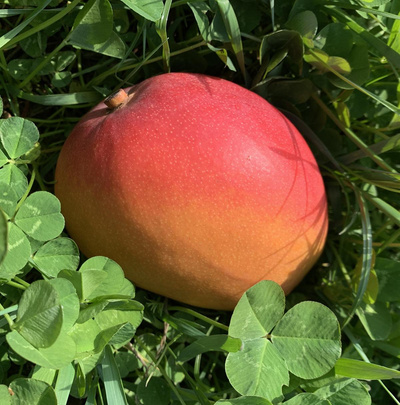 Photo de produit pour Mangue Kent extra